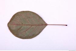 Leaves